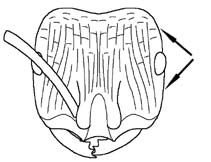 File:Heterick 2009 Fig 621.jpg