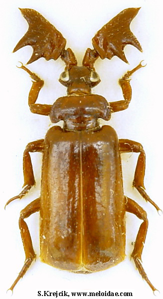 File:Euplatyrhopalus vexilifer.jpg