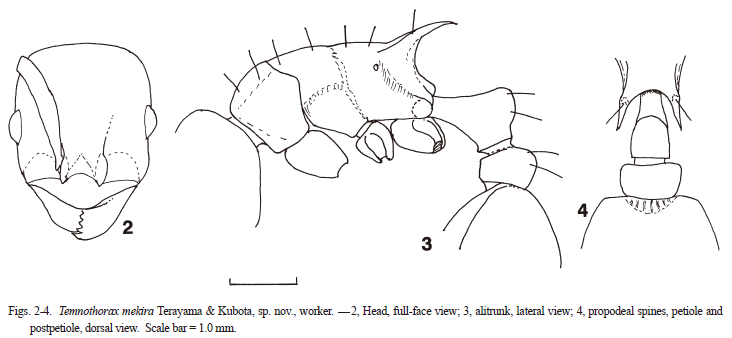 File:Temnothorax mekira.png