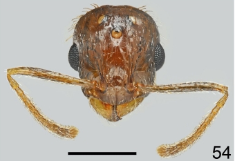 File:Temnothorax solerii. Q F54.jpg