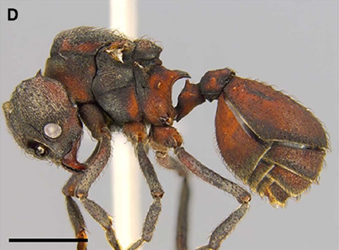 File:Acromyrmex heyeri queen P.jpg