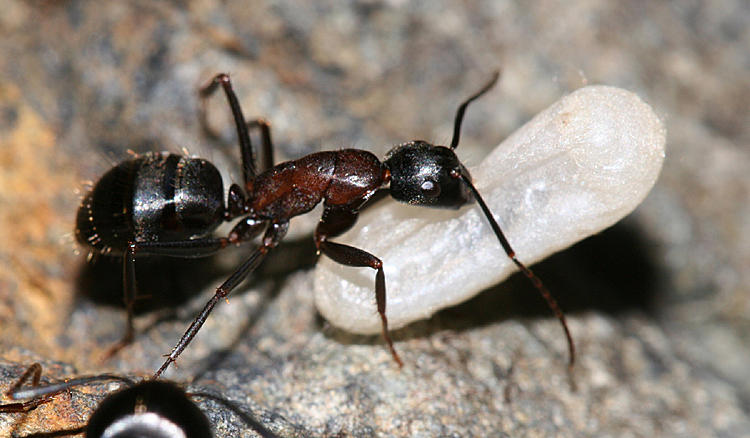 Dosya:Camponotus vicinus, Sierra City, California (Tom Murray).JPG