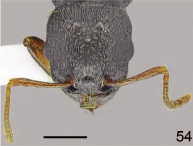 File:Tetramorium hippocratis F54.jpg