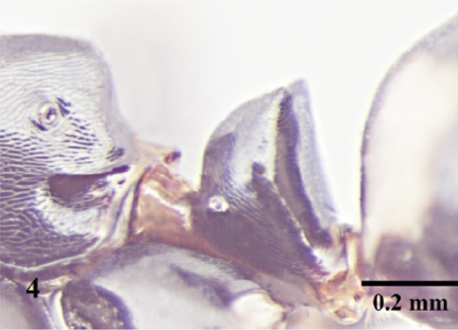 File:Camponotus horseshoetus P2.jpg