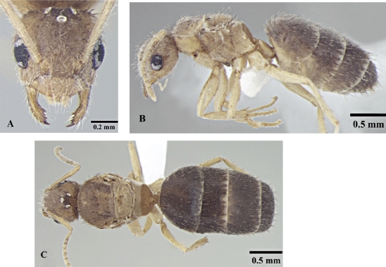 File:Nylanderia taylori queen.jpg