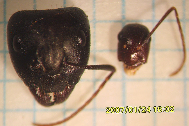 File:Camponotus-aethiops-maj.-mi. heads.jpg