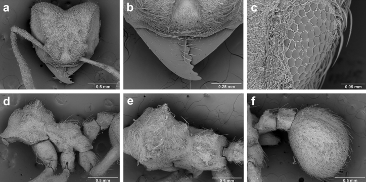 File:Sericomyrmex bondari F24.jpg