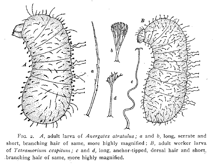 File:Wheeler 1909g figure 2.jpg