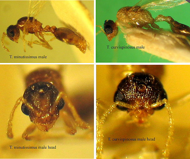 File:T. minutissimus and host T. curvispinosus males.jpg