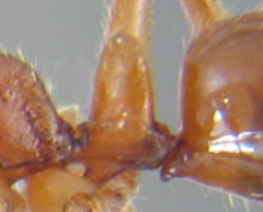 Detail of Anochetus petiole