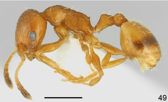 File:Temnothorax smyrnensis F49.jpg