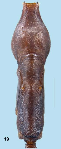 Odontomachus scifictus d.jpg