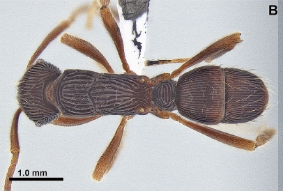 File:Gnamptogenys latistriata DZUP549798 F18b.jpg