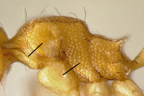 File:Pheidole character minormesosculp2.jpg