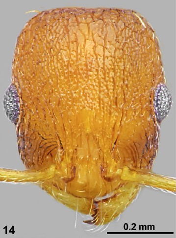 File:Temnothorax morea F14.jpg