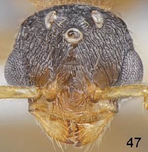 Tetramorium bellerophoni F47.jpg