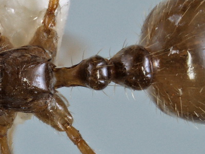 File:Aphaenogaster Australian key 3-2a.jpg