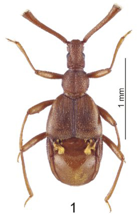 File:Seychellister-mornicus.jpg