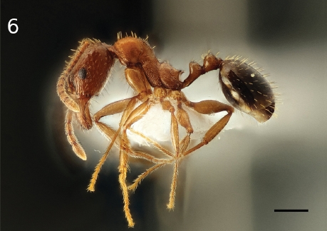 File:Aphaenogaster sicula F6.jpg