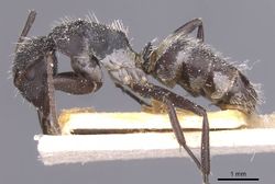 Camponotus foraminosus casent0911837 p 1 high.jpg