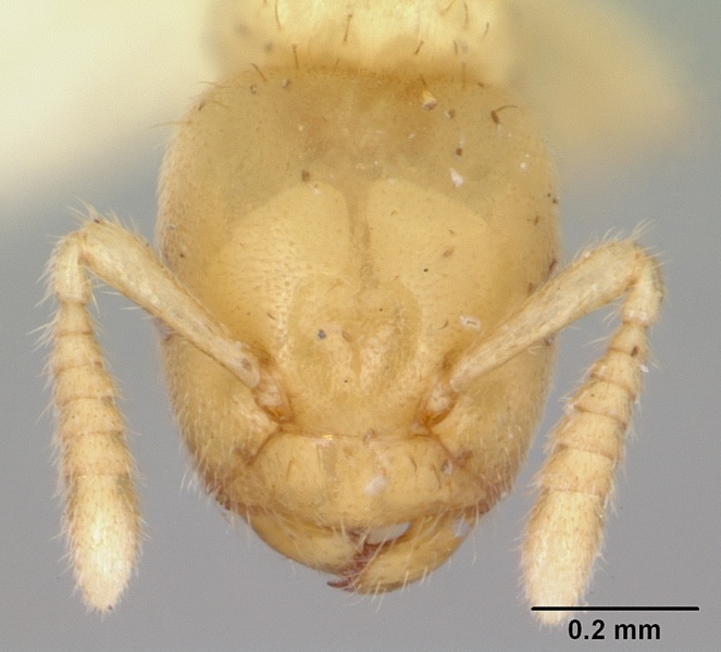 File:Cladomyrma maschwitzi casent0173898 head 1.jpg