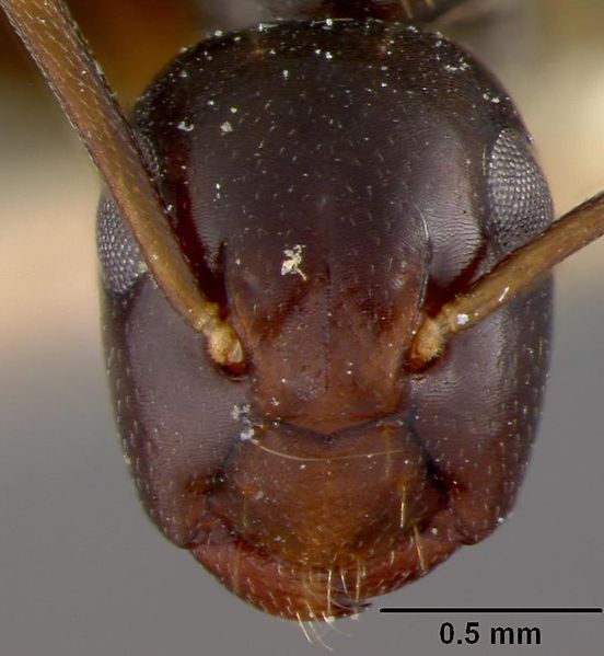 File:Colobopsis howensis head USNM.jpg