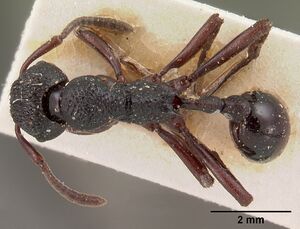 Eutetramorium mocquerysi casent0102074 dorsal 1.jpg