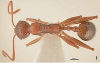 F01 Aphaenogaster rugosoferruginea.jpg