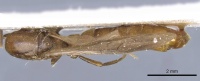 Neivamyrmex fumosus casent0905969 d 1 high.jpg