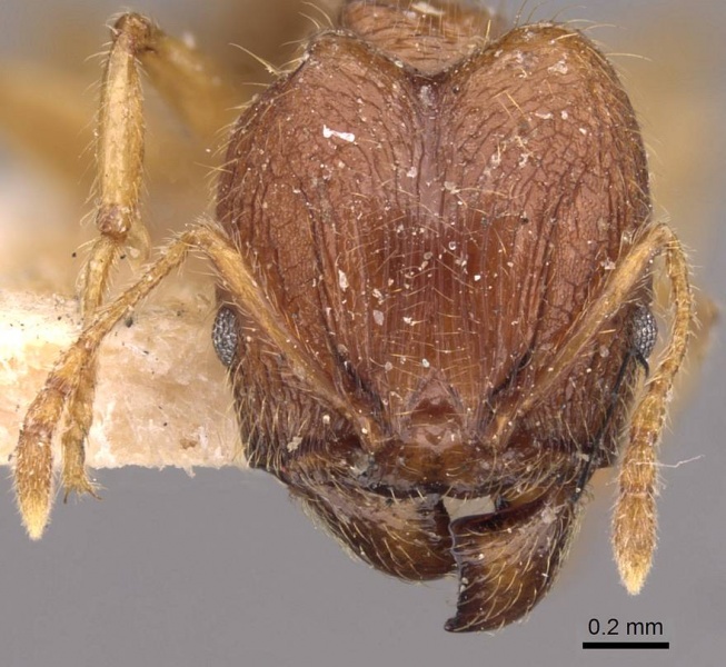 File:Pheidole rogersi casent0907947 h 1 high.jpg