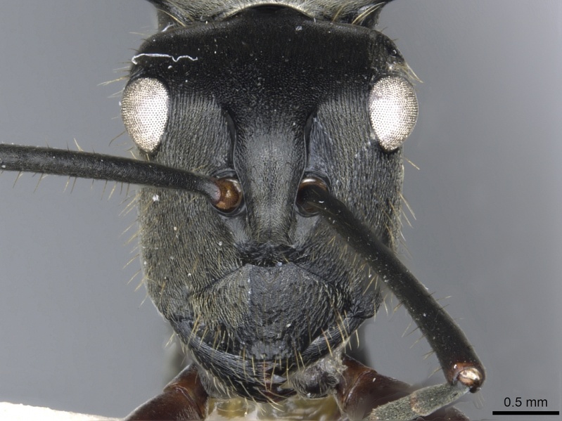 File:Polyrhachis sericeopubescens casent0903439 h 1 high.jpg