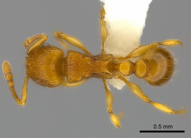 File:Tetramorium mackae casent0217710 d 1 high.jpg