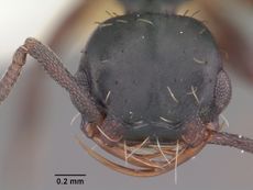 Thaumatomyrmex mutilatus casent0102934 head 1.jpg