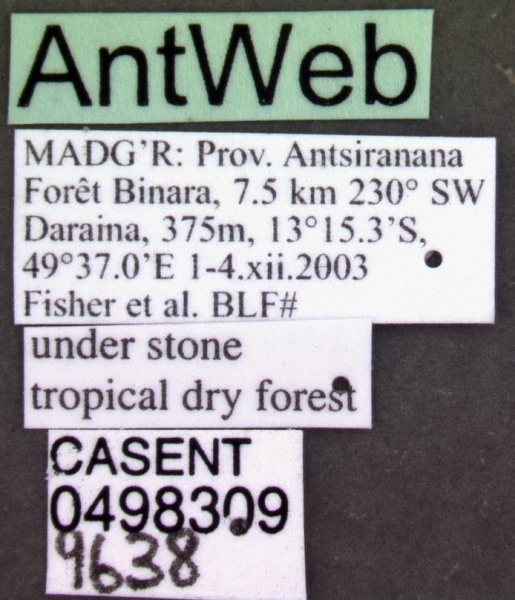 File:Anochetus goodmani casent0498309 label 1.jpg