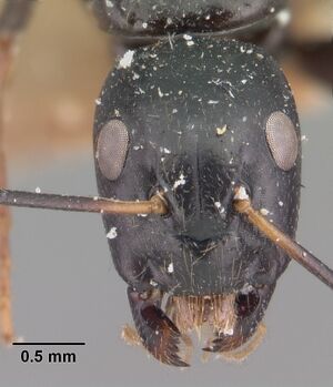 Camponotus dromedarius casent0101538 head 1.jpg