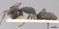 Camponotus puberulus casent0905433 p 1 high.jpg