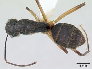 Camponotus renggeri casent0173441 dorsal 1.jpg