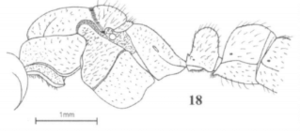 Fig. 18, Joma and Mackay 2017, B. notaula male, lateral view.png