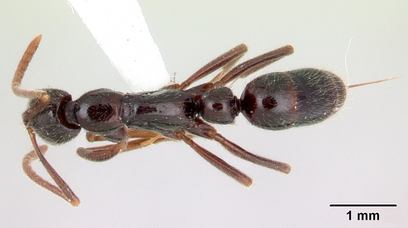 File:Leptogenys deborae D.jpg