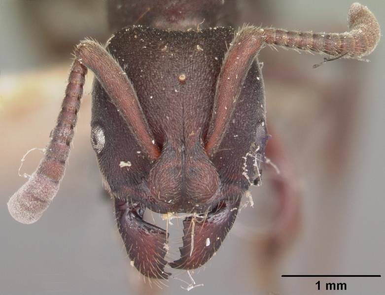 File:Pachycondyla wasmannii casent0101038 head 1.jpg