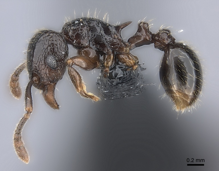 File:Tetramorium ambatovy casent0163233 p 1 high.jpg