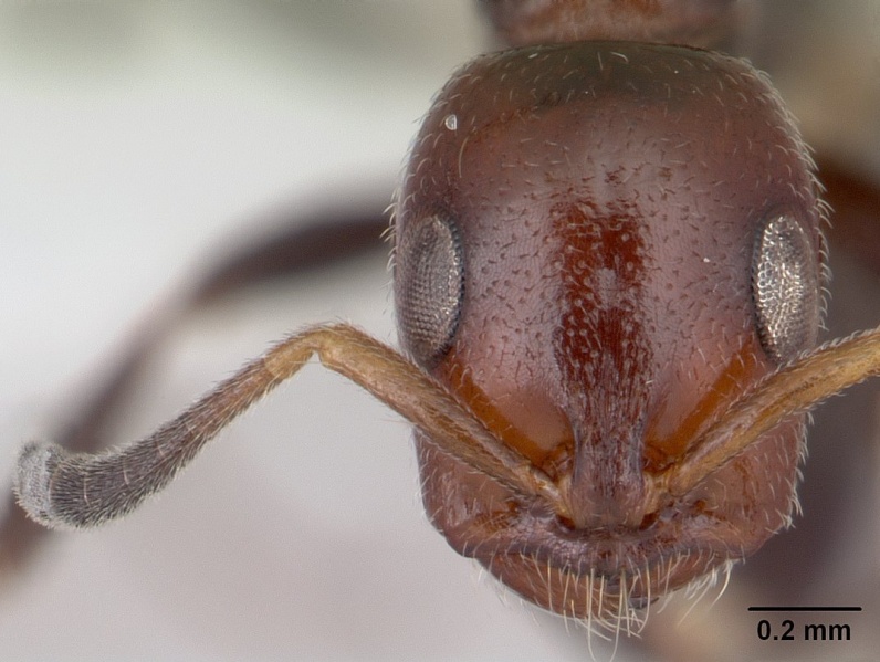 File:Tetraponera morondaviensis casent0012835 head 1.jpg