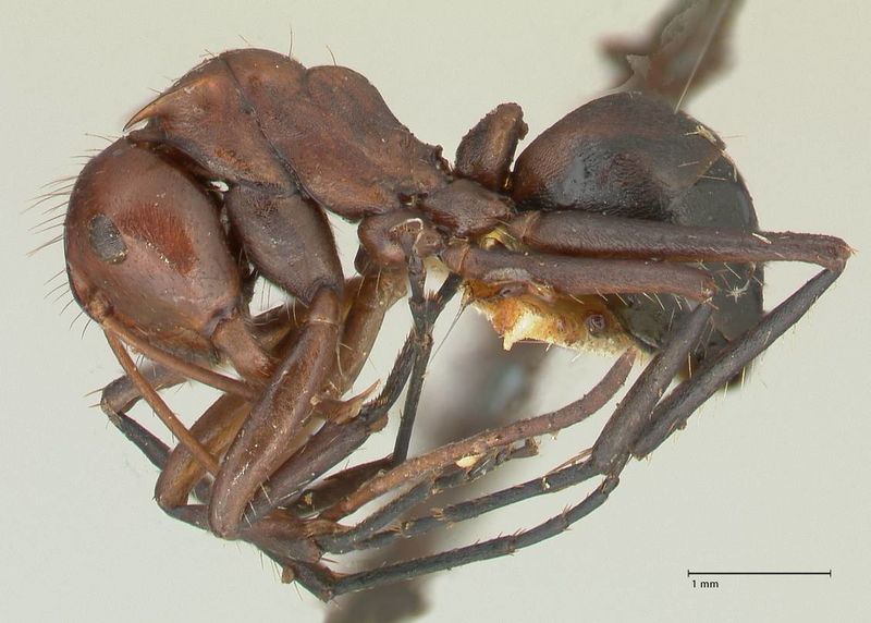 File:Camponotus castanicola focol2341 p 1 high.jpg