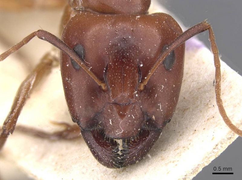 File:Camponotus laurenti casent0911898 h 1 high.jpg