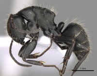 Camponotus libanicus casent0906053 p 1 high.jpg