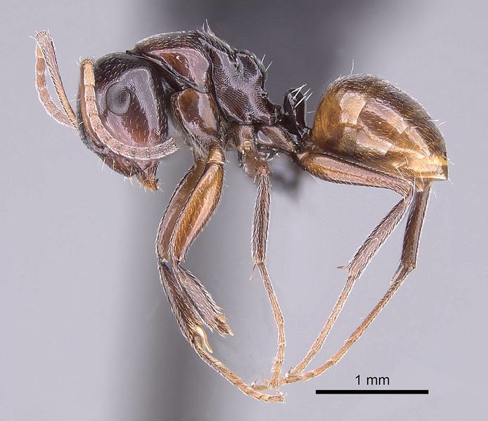 File:Camponotus tratra casent0153055 p 1 high.jpg