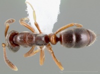 Hypoponera opacior casent0005436 dorsal 1.jpg