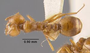 MCZ-ENT00022903 Solenopsis aurea amblychila had.jpg