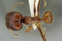 MCZ Pheidole astur had1 6.jpg