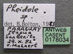 Pheidole lignicola casent0178034 label 1.jpg
